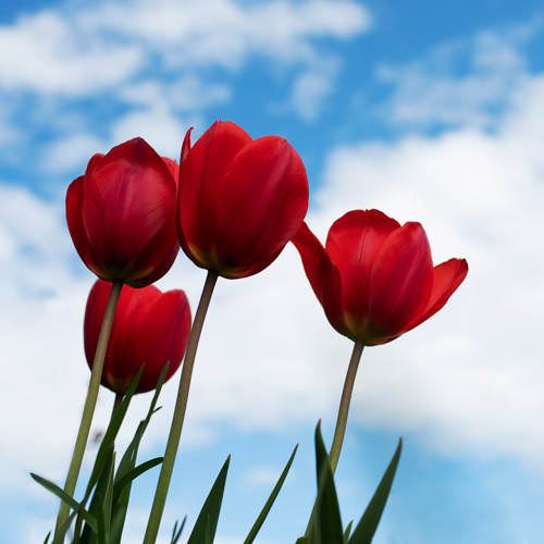 خاطره