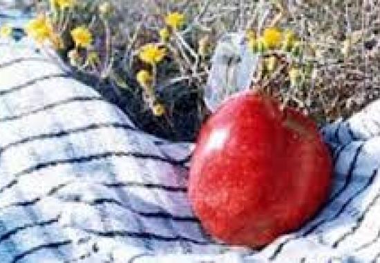 یادواره ۱۴ شهید زن استان سمنان